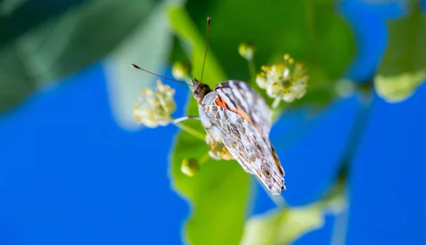 Senhora pintada borboleta (Vanessa cardui) alimenta-se de um néctar de flo — Fotografia de Stock