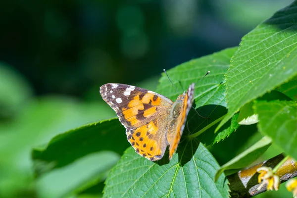 Festett hölgy pillangó (Vanessa Cardui) táplálja a nektárt a Flo — Stock Fotó