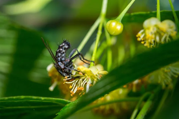 Černý moucha se krmí na nektaru květin Lindenského stromu — Stock fotografie
