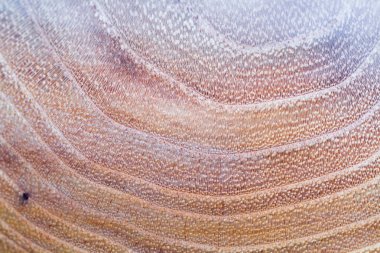 yanlış akasya - robinia pseudoacacia ahşap doku arka plan m