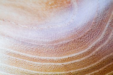 yanlış akasya - robinia pseudoacacia ahşap doku arka plan m