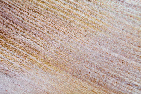 Faux acacia - robinia pseudoacacia texture du bois fond en m — Photo