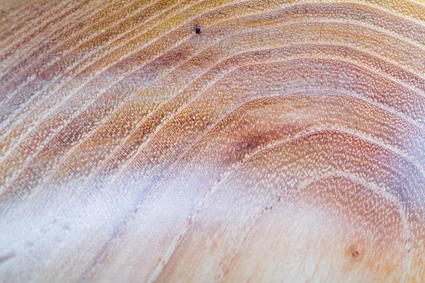 Ψεύτικη ακακίας-Robinia ψευδονκακίας υφή ξύλου φόντο σε m — Φωτογραφία Αρχείου