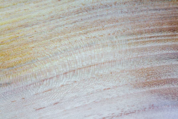 Faux acacia - robinia pseudoacacia texture du bois fond en m — Photo