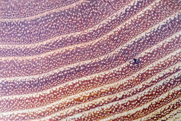 Faux acacia - robinia pseudoacacia texture du bois fond en m — Photo