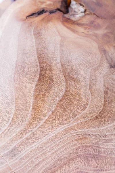 Πλάτανος φόντο υφή ξύλου στη μακροεντολή γυρίσματα φακού — Φωτογραφία Αρχείου