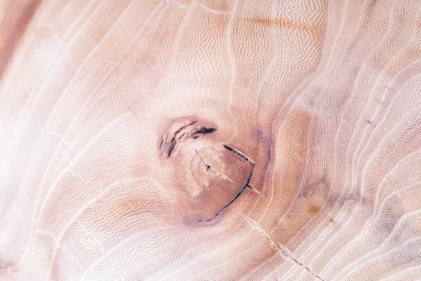 Orme bois texture fond dans macro lentille shoot — Photo