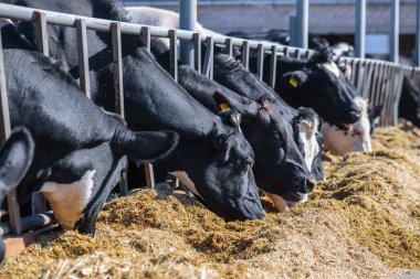 boynuzsuz süt lerinin cinsinin çiftliğinde silo yemleri yeme