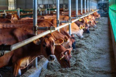 Jersey süt ırkı cowshed çiftlik som saman yem yeme