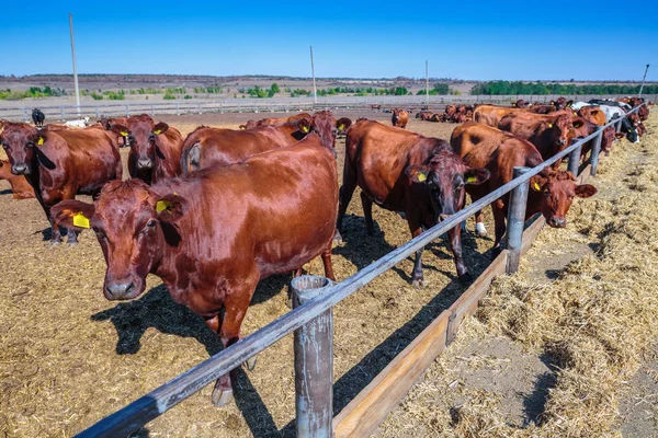 牛舎の農場でサイロ飼料を食べる角のない乳牛の品種 — ストック写真