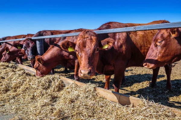 牛舎の農場でサイロ飼料を食べる角のない乳牛の品種 — ストック写真