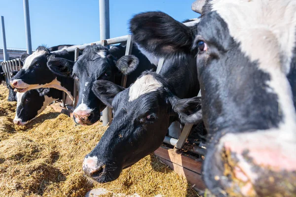 枪口动物特写，品种的无角奶牛吃筒仓 — 图库照片
