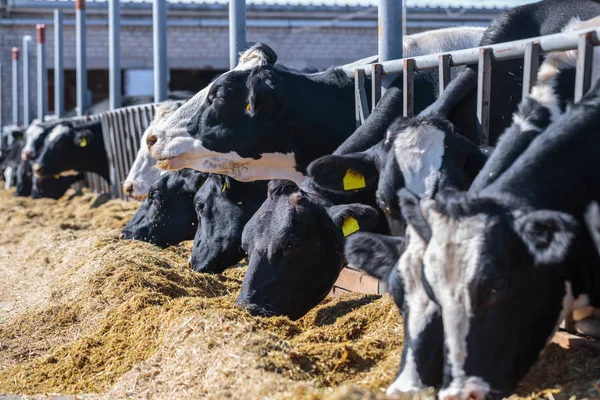 Razza di vacche da latte senza corna che mangia silos foraggio in allevamento stalla — Foto Stock