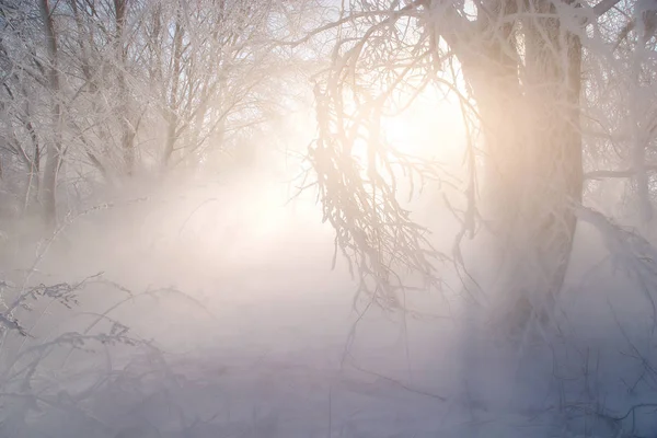 Winter Weather Phenomenon Heavily Full Wet Air Condenses Surface Ice — Stock Photo, Image