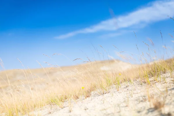 Sanddyner av Kuriska näset även känd som "Dead or Grey Dune — Stockfoto