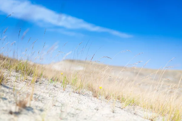 Dunas de arena de la saliva curónica también conocida como "duna muerta o gris" —  Fotos de Stock