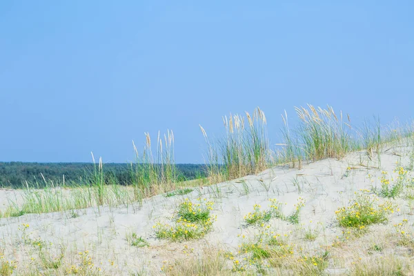 Піщані дюни Куршської коси також відомий як "мертві або сірі дюни — стокове фото