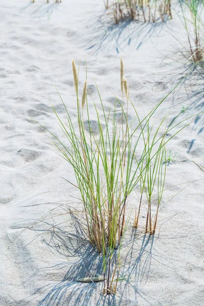 Dunas de arena de la saliva curónica también conocida como "duna muerta o gris" —  Fotos de Stock