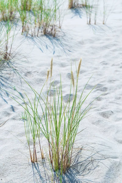 Sanddyner av Kuriska näset även känd som "Dead or Grey Dune — Stockfoto