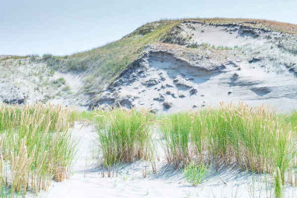 Zandduinen van de Koerse Schoorwal ook bekend als "dode of grijze Duin — Stockfoto