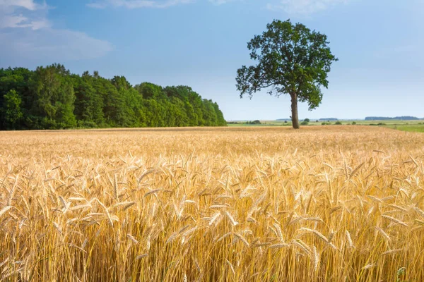 Allein die große alte Eiche wächst einsam im Weizenfeld. c — Stockfoto
