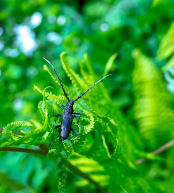 Cerambyx cerdo, Cerambycidae familyasından büyük papricorn böceği olarak da bilinen bir böcek türüdür..