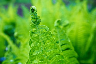 Parlak yeşil eğreltiotu filizleri sığ DOF