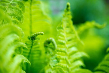 Parlak yeşil eğreltiotu filizleri sığ DOF