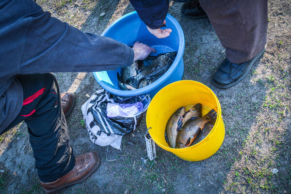 Sunday country fair in a small village in central Ukraine, Cherkasy region. Peasants fisherman sells fish. In the blue plastic bucket there are crucians, in the yellow bucket tench or Tinca tinca.