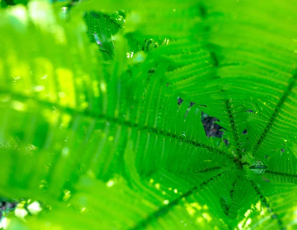 Bright Green Young Shoots Ferns Shallow Dof — Stock Photo, Image