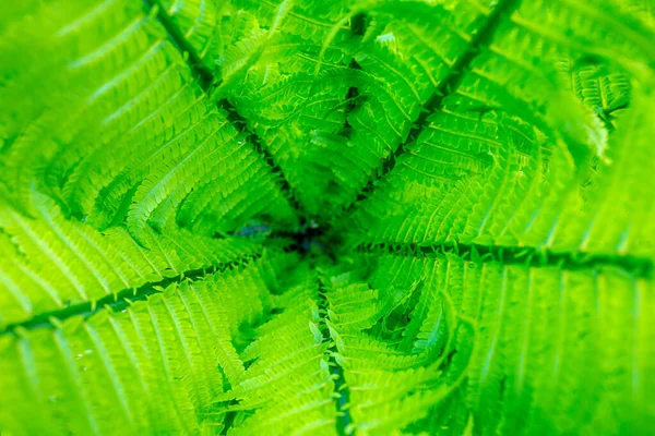 Giovani Germogli Felci Verde Brillante Dof Poco Profondo — Foto Stock