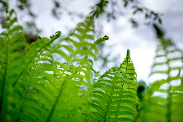 Giovani Germogli Felci Verde Brillante Dof Poco Profondo — Foto Stock