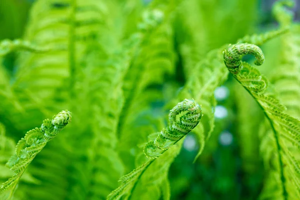 Bright Green Young Shoots Ferns Shallow Dof — Stock Photo, Image
