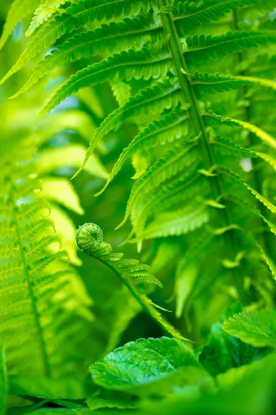 Giovani Germogli Felci Verde Brillante Dof Poco Profondo — Foto Stock