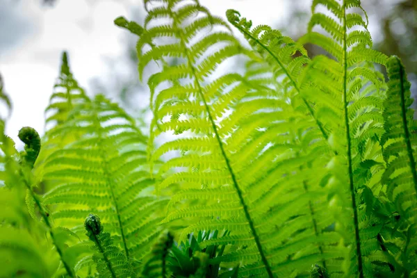 Giovani Germogli Felci Verde Brillante Dof Poco Profondo — Foto Stock