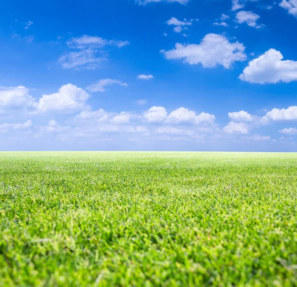 Класичний Красивий Пейзаж Зелена Поверхня Красивого Природного Трав Яного Газону — стокове фото