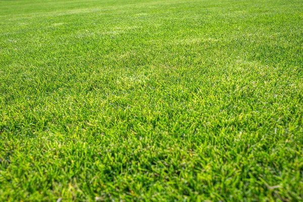 Zielona Powierzchnia Pięknego Trawiastego Trawnika Lecie Słoneczna Pogoda — Zdjęcie stockowe