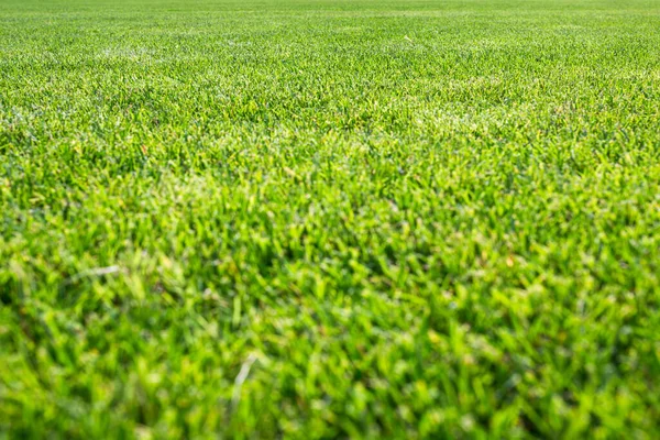 Groene Oppervlak Van Prachtige Natuurlijke Gras Gazon Zomer Zonnig Weer — Stockfoto