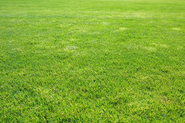 Superficie Verde Hermoso Césped Natural Cubierto Hierba Verano Tiempo Soleado — Foto de Stock