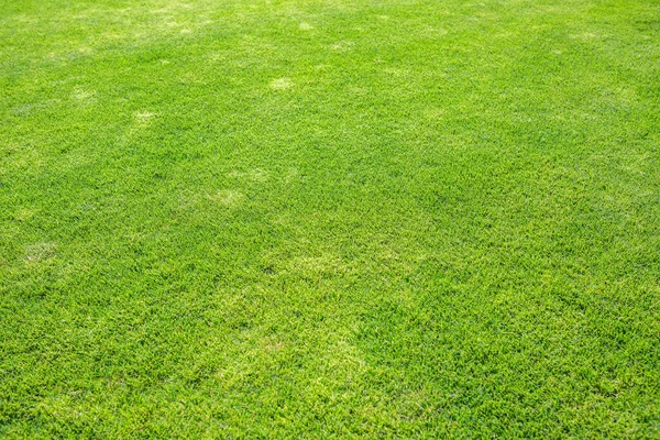 Groene Oppervlak Van Prachtige Natuurlijke Gras Gazon Zomer Zonnig Weer — Stockfoto