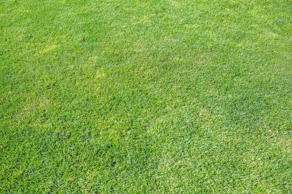 Groene Oppervlak Van Prachtige Natuurlijke Gras Gazon Zomer Zonnig Weer — Stockfoto