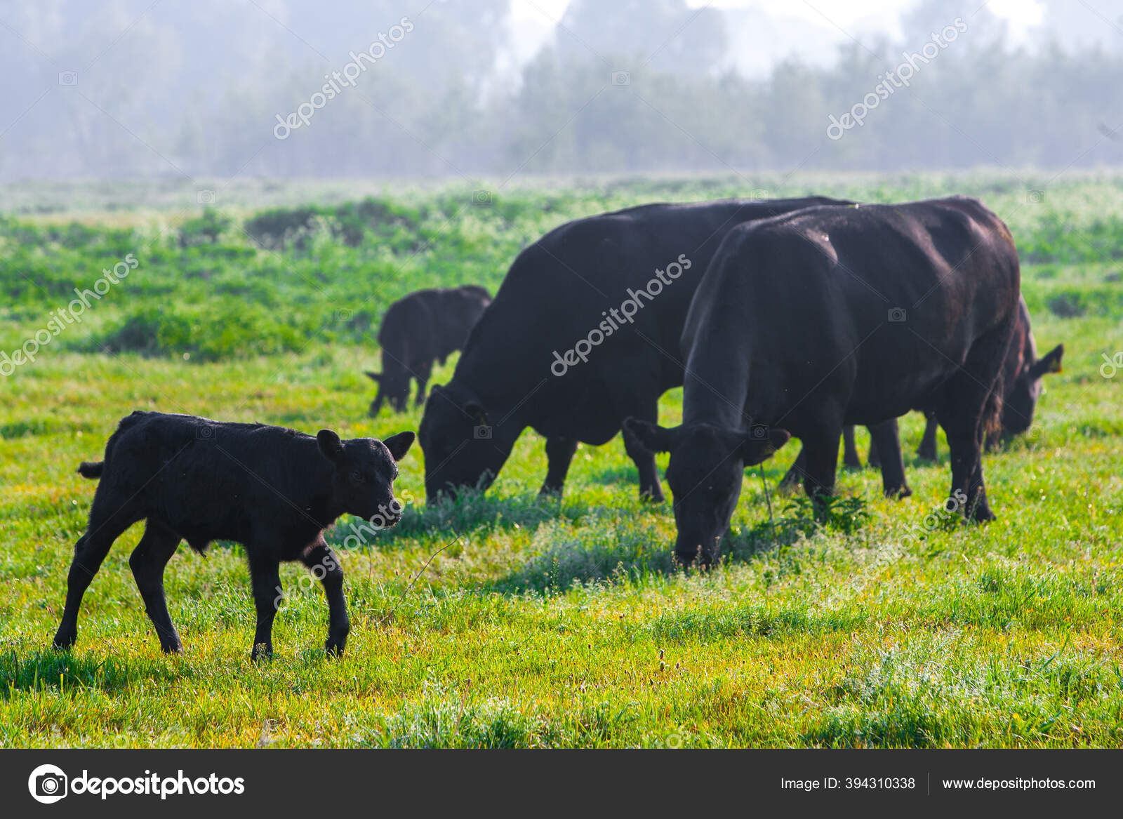 アバディーン アンガス Fotos De Stock Imagenes De アバディーン アンガス Sin Royalties Depositphotos アバディーン アンガス Fotos De Stock Imagenes De アバディーン アンガス Sin Royalties Depositphotos