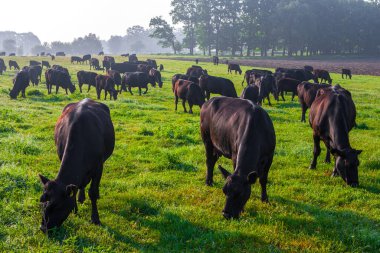 Çayırda yaz sabahı. Bir grup siyah Aberdeen Angus ineği yeşil çimlerde otluyor. Angus ya da kısaca Angus, küçük sığırlardan oluşan bir İskoç türüdür..