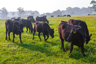 Çayırda yaz sabahı. Bir grup siyah Aberdeen Angus ineği yeşil çimlerde otluyor. Angus ya da kısaca Angus, küçük sığırlardan oluşan bir İskoç türüdür..