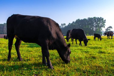 Çayırda yaz sabahı. Bir grup siyah Aberdeen Angus ineği yeşil çimlerde otluyor. Angus ya da kısaca Angus, küçük sığırlardan oluşan bir İskoç türüdür..