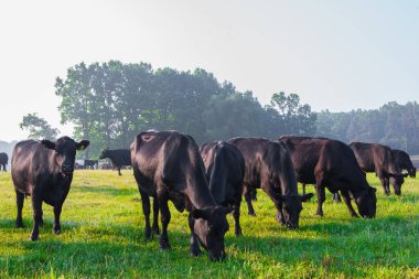 Çayırda yaz sabahı. Bir grup siyah Aberdeen Angus ineği yeşil çimlerde otluyor. Angus ya da kısaca Angus, küçük sığırlardan oluşan bir İskoç türüdür..
