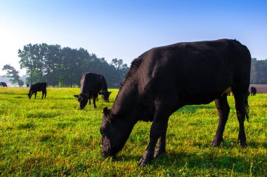 Çayırda yaz sabahı. Bir grup siyah Aberdeen Angus ineği yeşil çimlerde otluyor. Angus ya da kısaca Angus, küçük sığırlardan oluşan bir İskoç türüdür..