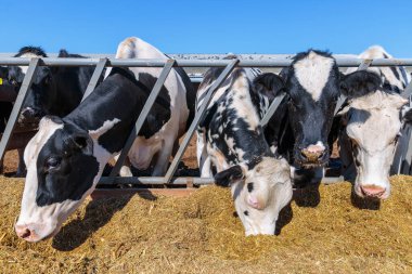 Ukrayna 'nın orta kesimindeki inek çiftliğinde, tarım endüstrisinde, çiftçilikte ve hayvancılık kavramında çiftçilik yapan boynuzsuz süt inekleri.