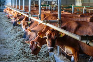 Jersey 'nin süt ürünleri, Ukrayna' nın orta kesimindeki inek çiftliğinde, tarım endüstrisinde, çiftçilikte ve hayvancılık kavramında saman tohumu yiyor.