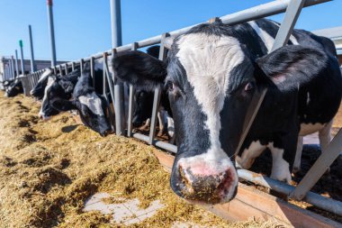 Ağızlıklı hayvan yakın plan, inek çiftliği, orta Ukrayna, tarım endüstrisi, çiftçilik ve hayvancılık gibi yerlerde sığır çiftliği yemi yiyen boynuzsuz süt inekleri.